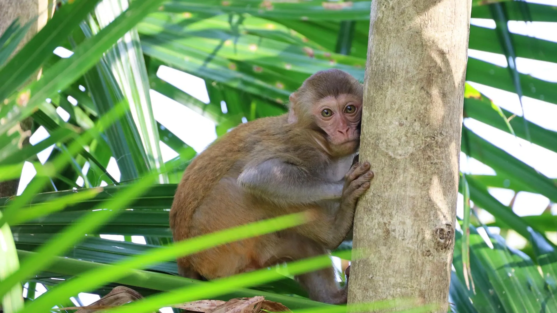 «Схватила и затащила к себе». Во Вьетнаме обезьяна напала на четырехлетнего ребенка из России