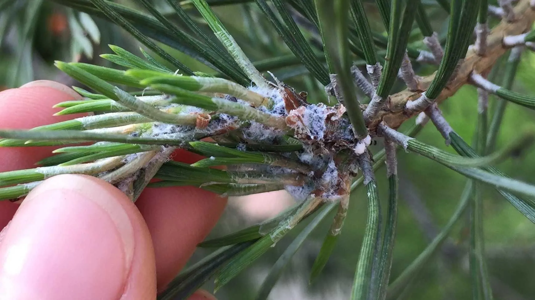 фото: Мособллес