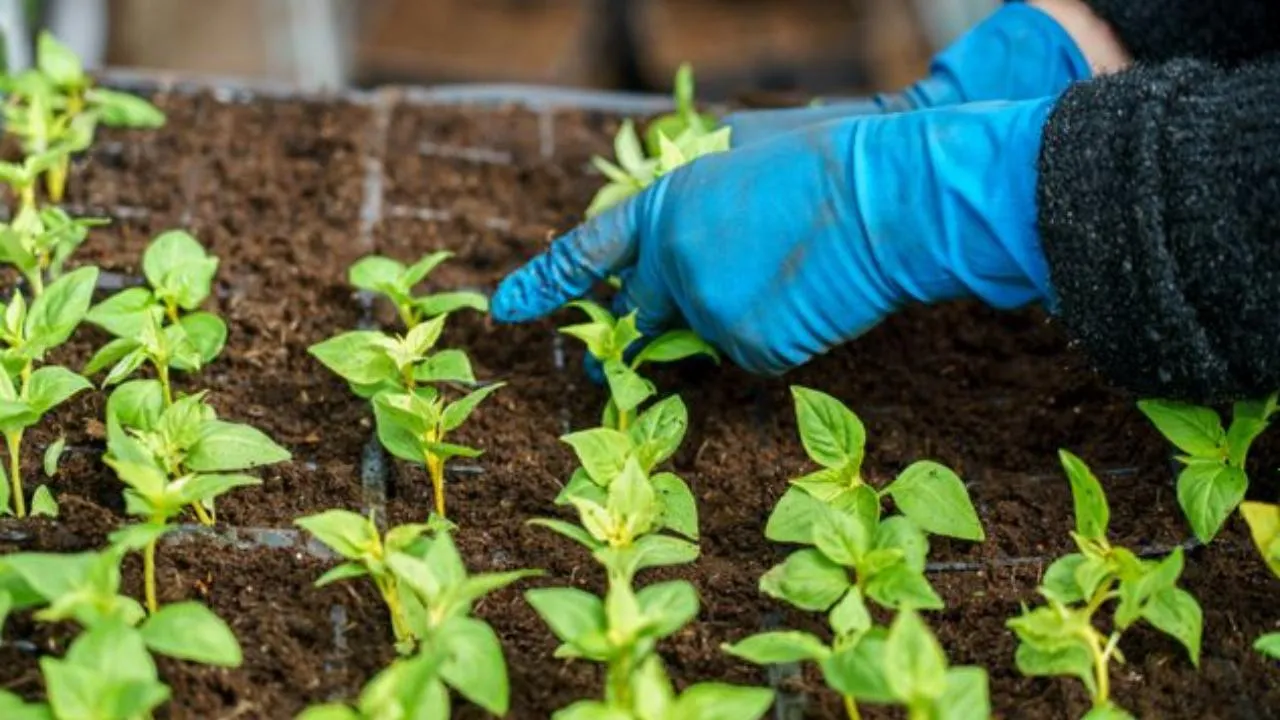 медиасток.рф