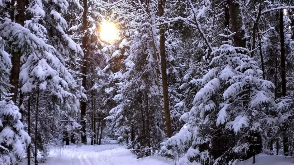 Фото: Комитет лесного хозяйства Московской области
