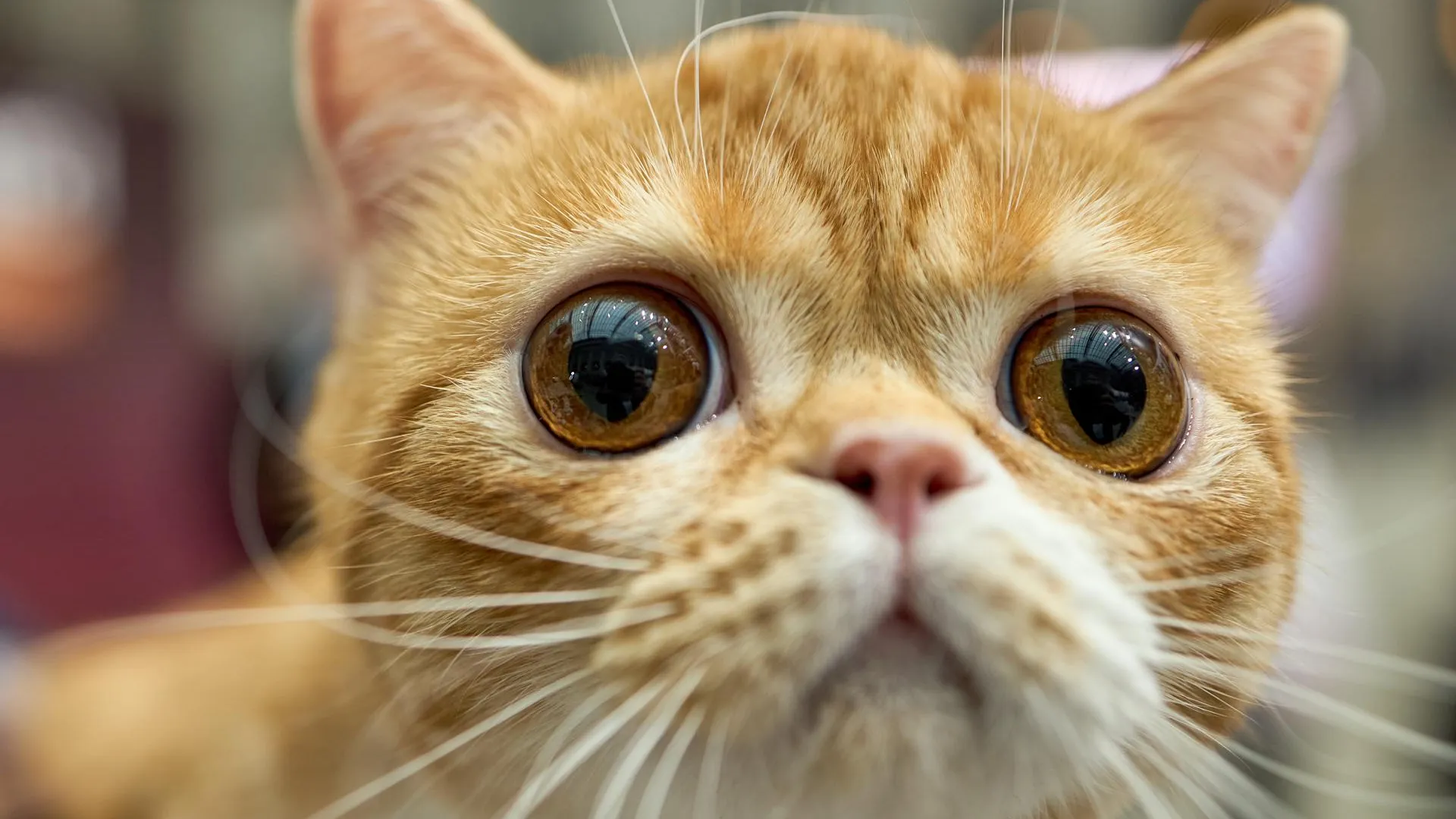 Михаил Стенин