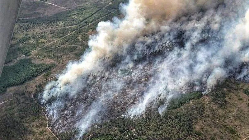 Итоги пожароопасного сезона в лесах подвели в Подмосковье