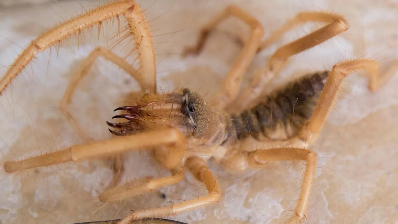 сommons.wikimedia/Orinmaor