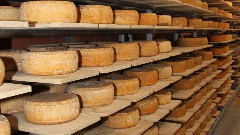 Первый резидент «Сырного кластера» выпустил 160 тонн продукции