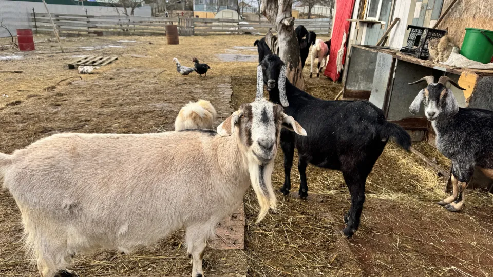 Фото: МедиаБанк Подмосковья/Татьяна Рунова