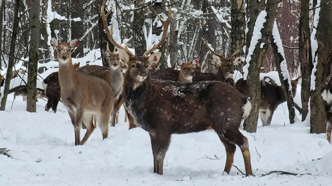 МедиаБанк Подмосковья/Валерия Исаева