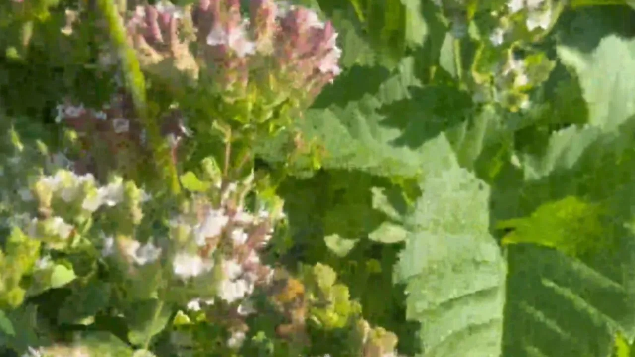 Фото: t.me/ParkVerbilki