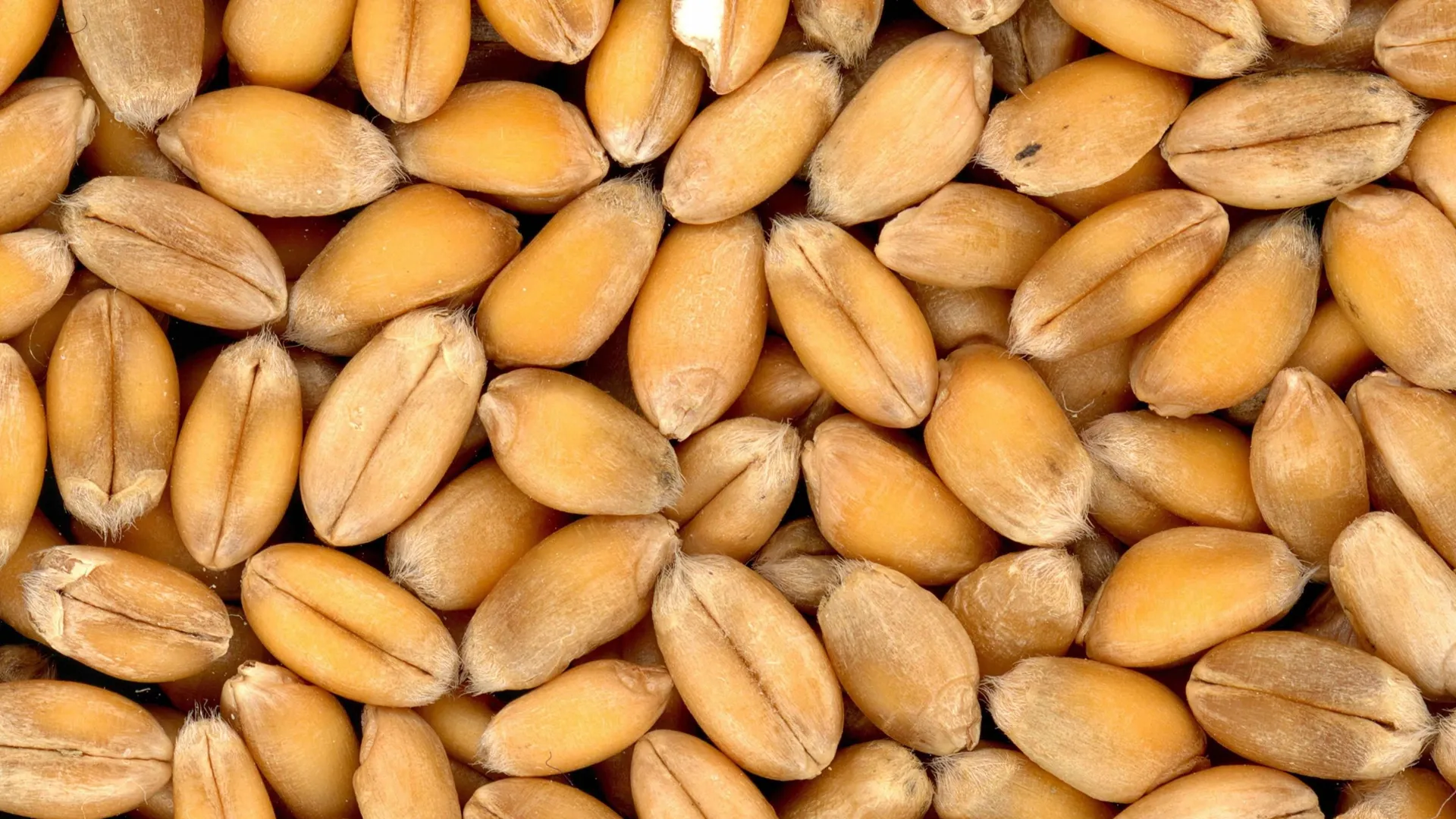 Фото: pxhere.com