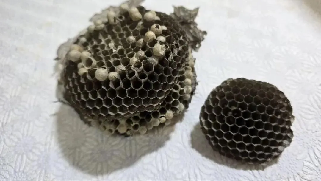 Жужжащий бизнес: жительница Рузы продает главный страх дачников — осиное гнездо