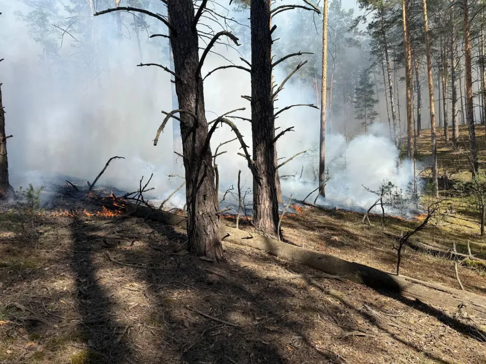 Фото: Комитет лесного хозяйства Московской области