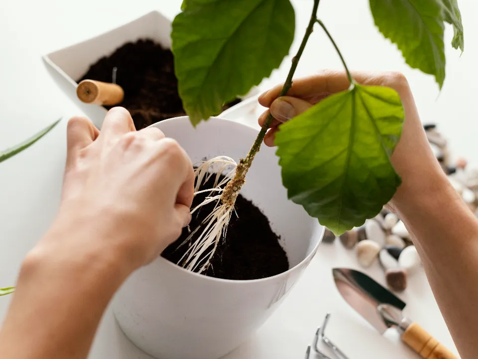 Фото: freepik.com