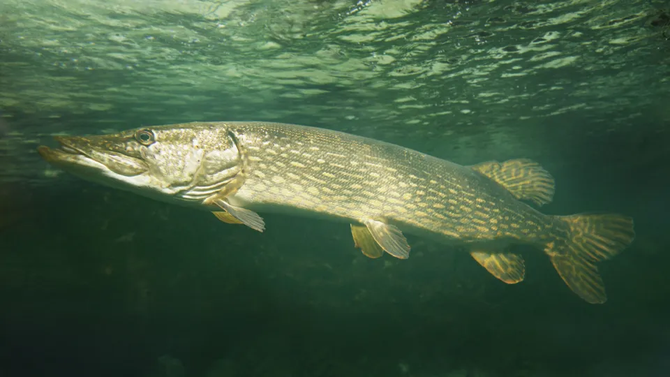 Фото: istockphoto.com