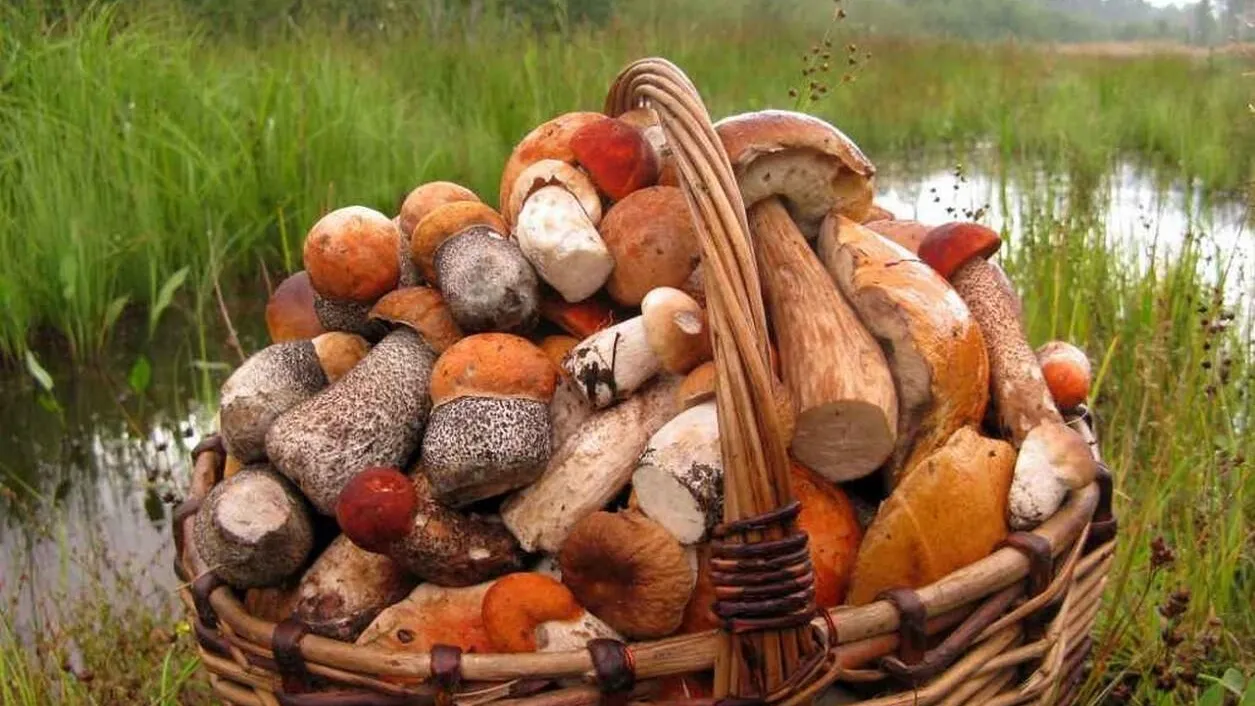 Фото: Pixabay.com