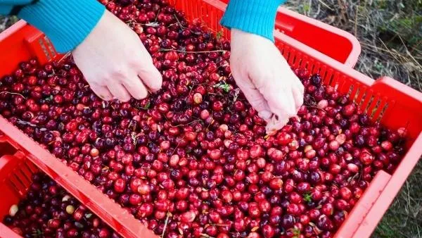 Ученые назвали ягоды, которые полезны для интеллекта