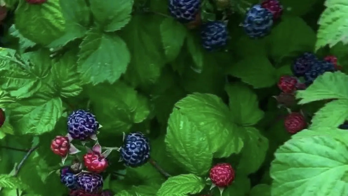 Фото: городская доска объявлений