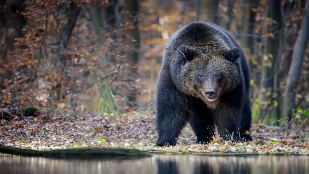 Медвежья тревога в Подмосковье: опытные охотники ответили на слухи о нашествии хищников в Одинцово