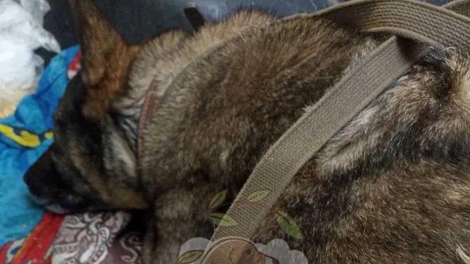 Приют для животных «Того», г. Челябинск