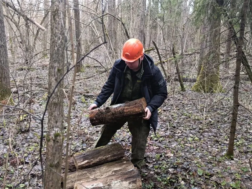 Фото: пресс-служба Комитета лесного хозяйства Московской области