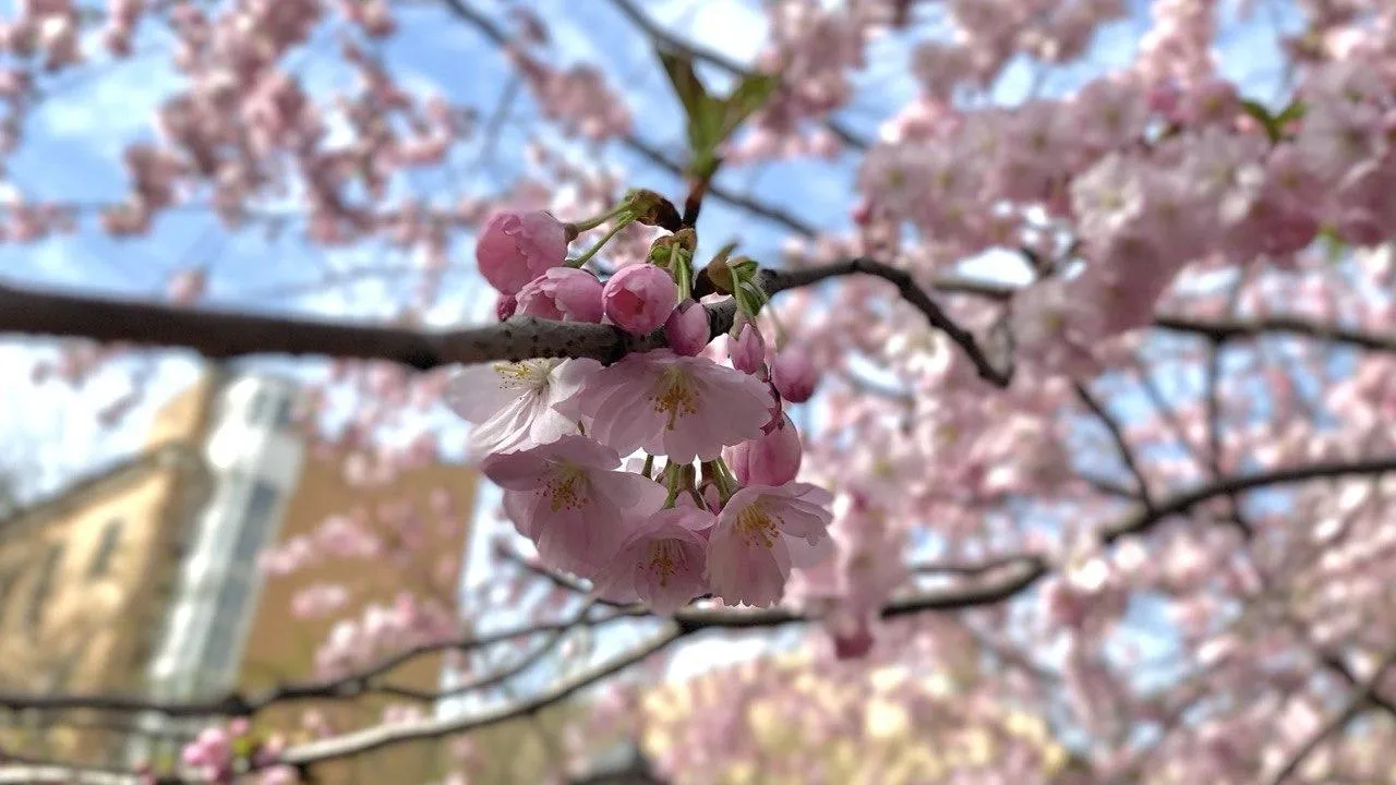 REGIONS/Полина Крачун