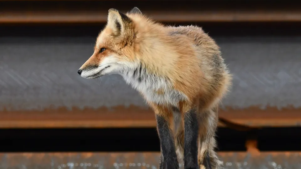 Фото: istockphoto.com