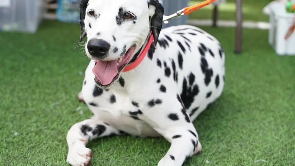 Фото: Министерство сельского хозяйства и продовольствия Московской области