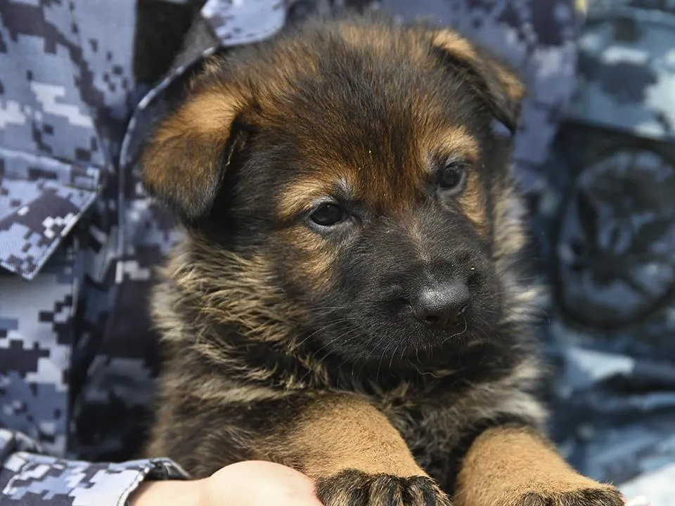 «Подкреплять рефлексы лакомством»: кинолог раскрыла секрет удачной дрессировки