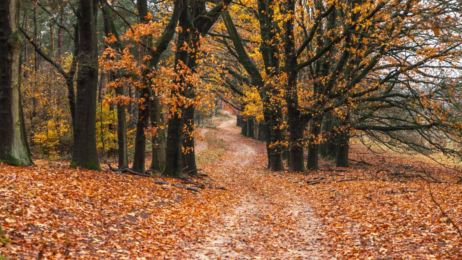 медиасток.рф