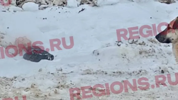 Фото: телеграм-канал деревни Русавкино-Романово / https://t.me/rusavkino_romanovo/2999