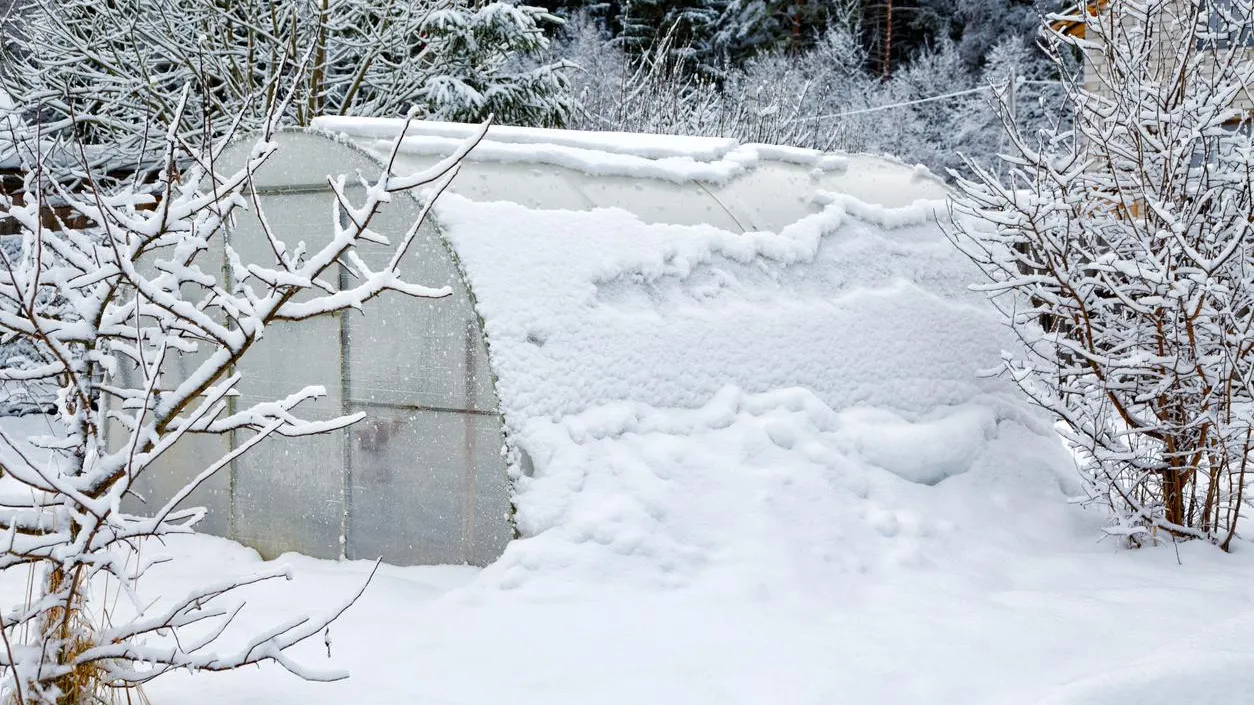 Снег давит теплицы: агроном дала рекомендации по спасению сада и построек