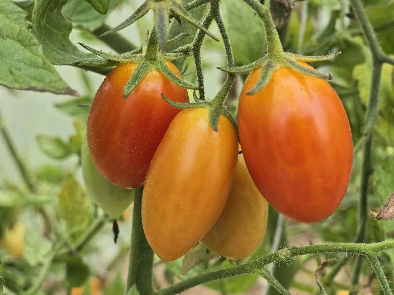 МедиаБанк Подмосковья/Яна Шаливская