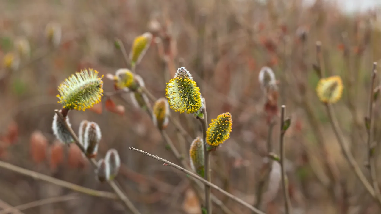 медиасток.рф