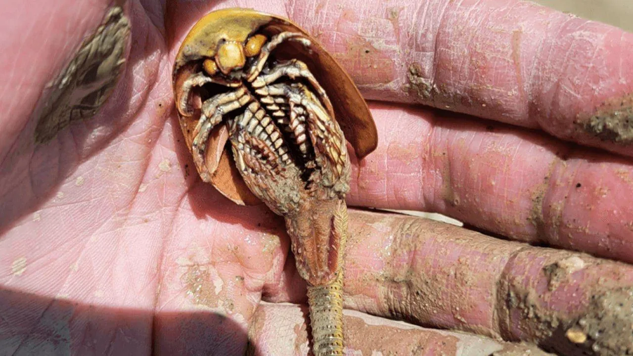 Фестиваль Burning Man/Pixabay.com