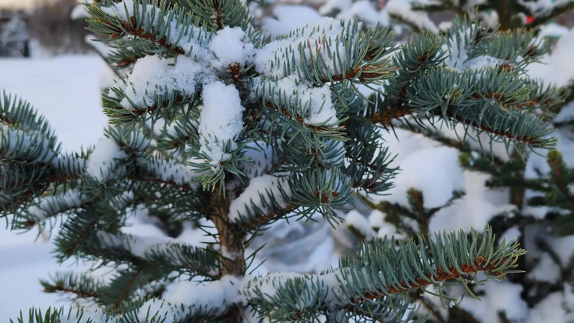 Роман Савельев