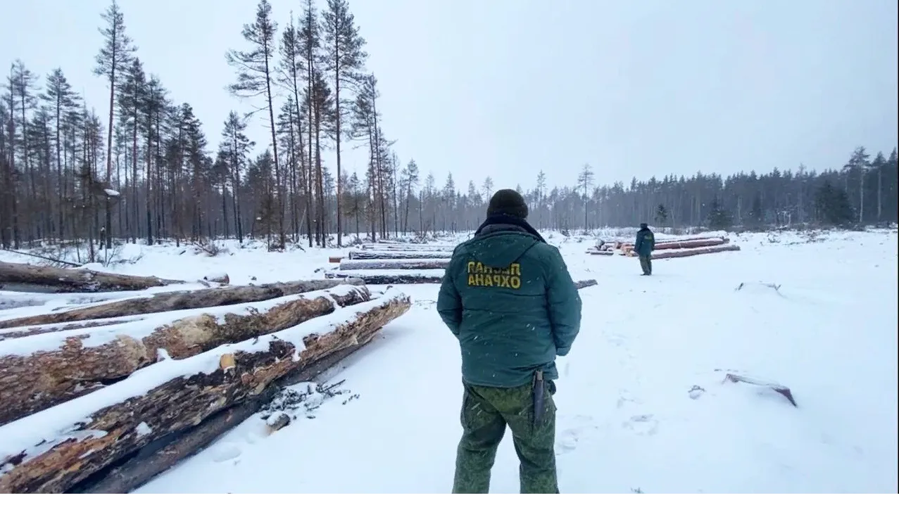 Фото: ГКУ МО «Мособллес»