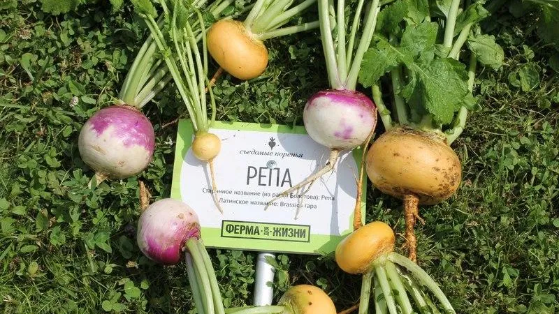 Slow Food Oka/vk.com