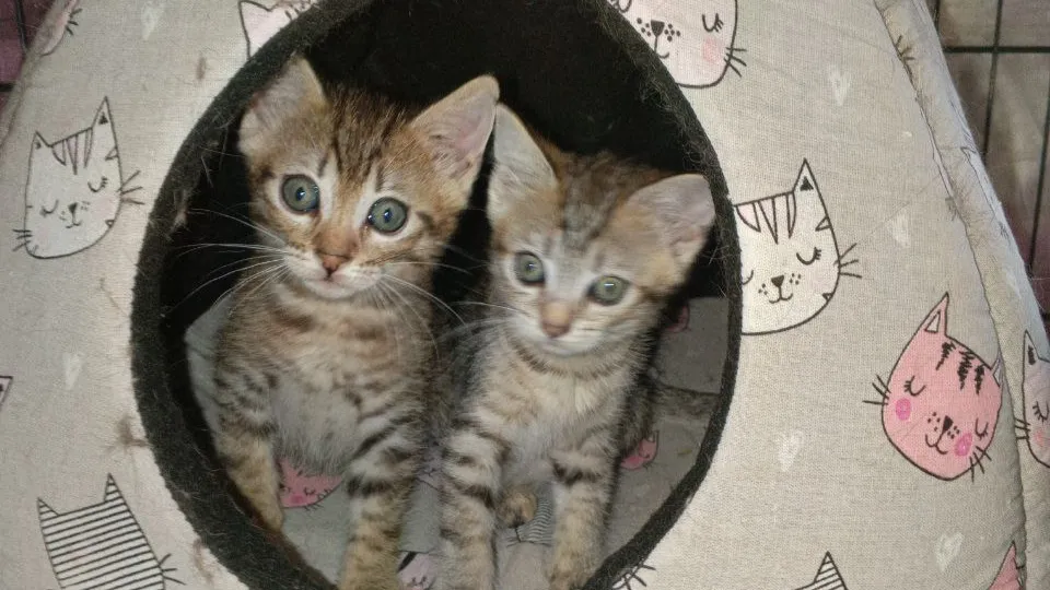 Фото: t.me/cat_tiki