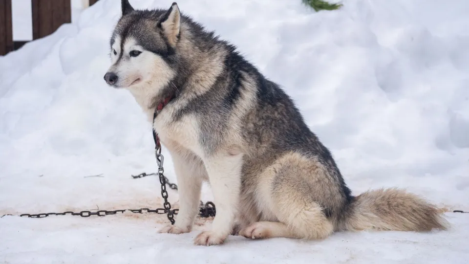 Фото: медиасток.рф