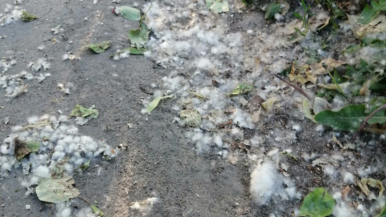 Фото: Куркина Полина