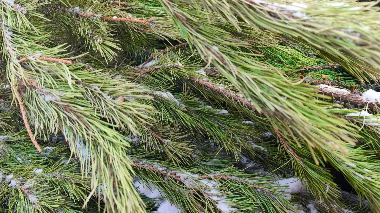 регоператор ЭкоЛайн-Воскресенск