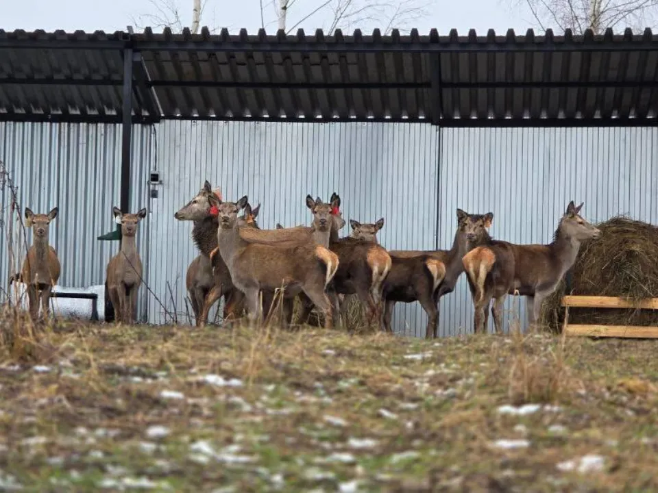 Фото: Министерство сельского хозяйства и продовольствия МО