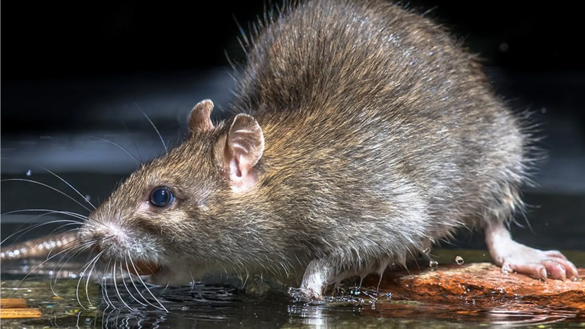 Фото: istockphoto.com/CreativeNature_nl