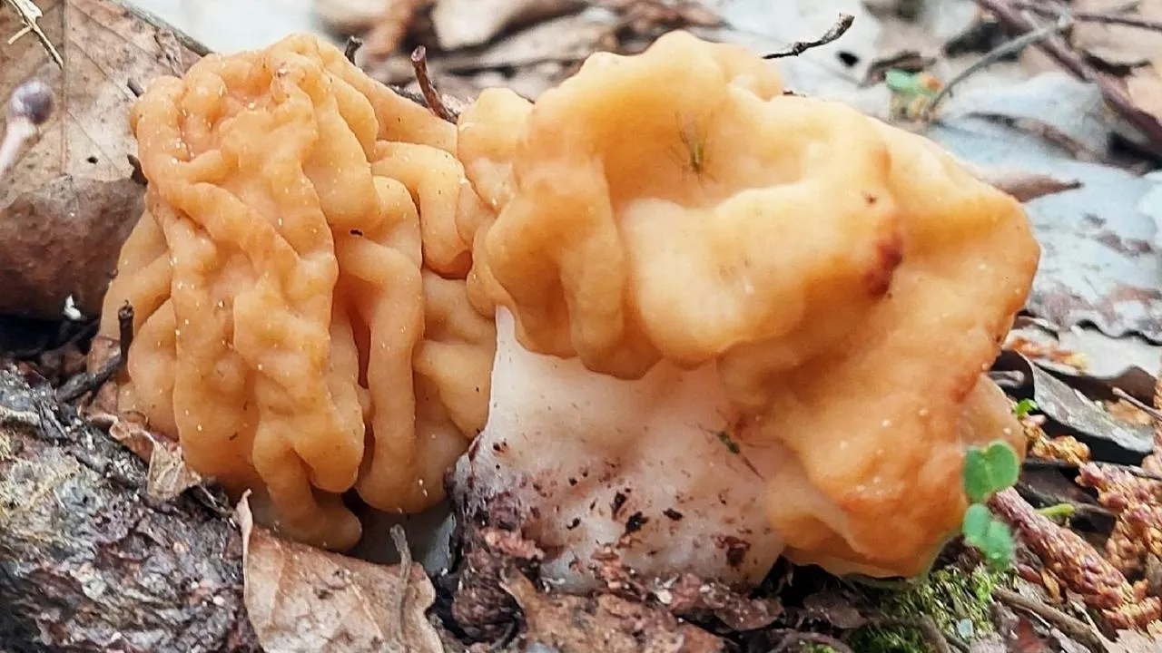 Василий Потапов