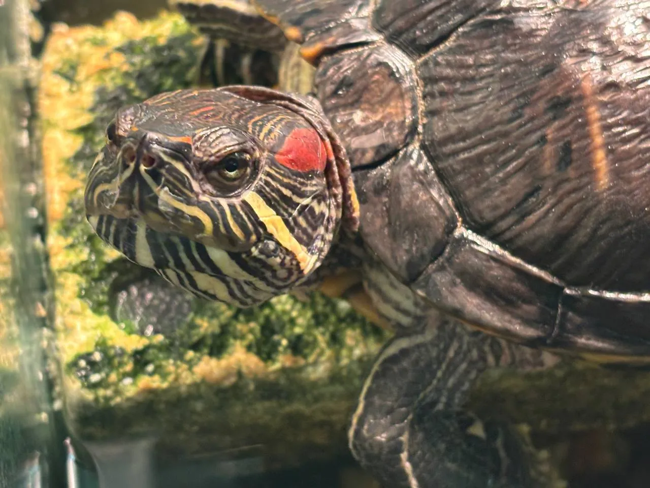 Фото: телеканал «Дубна»