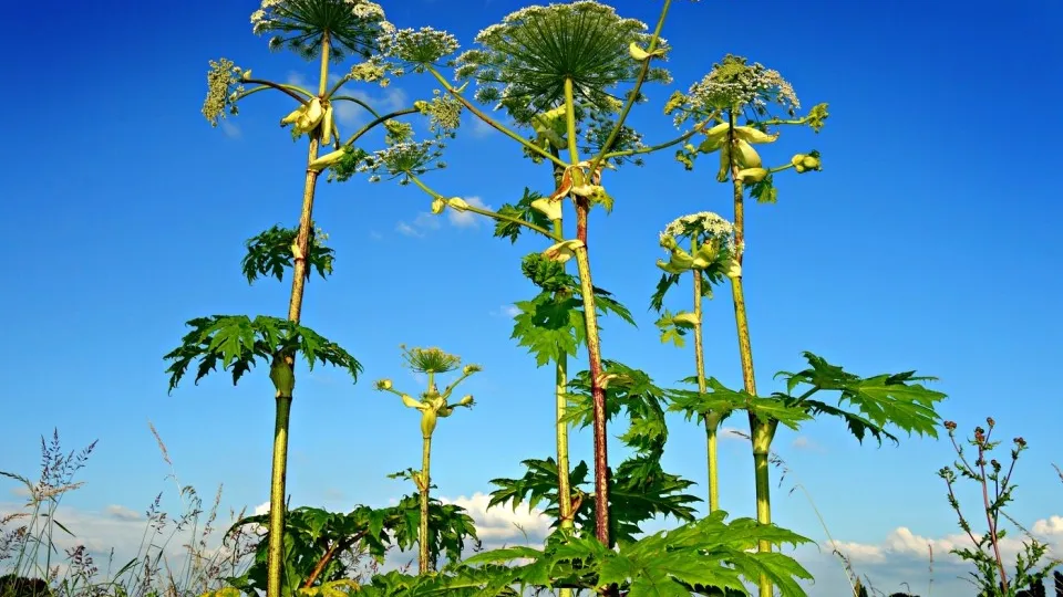 Фото: pxhere.com