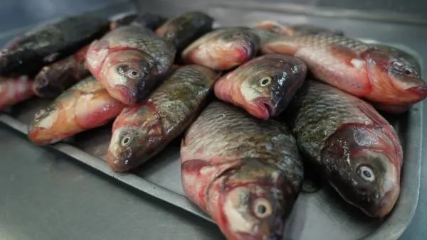 Российские ученые: рыба поможет выращивать на Марсе пшеницу