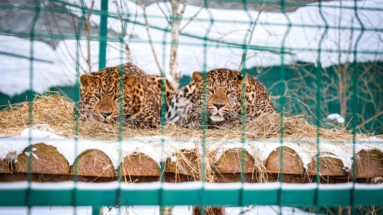 МедиаБанк Подмосковья/Данила Кирьянов
