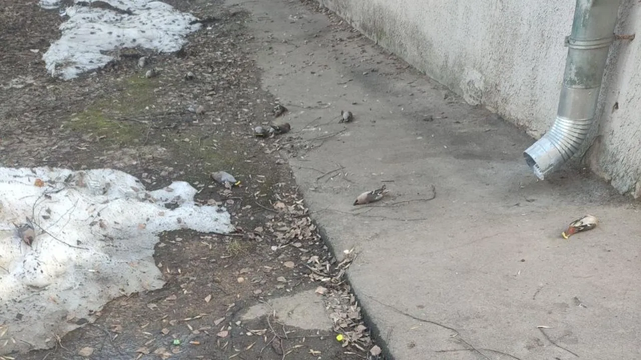 t.me/life_sergiev_posad