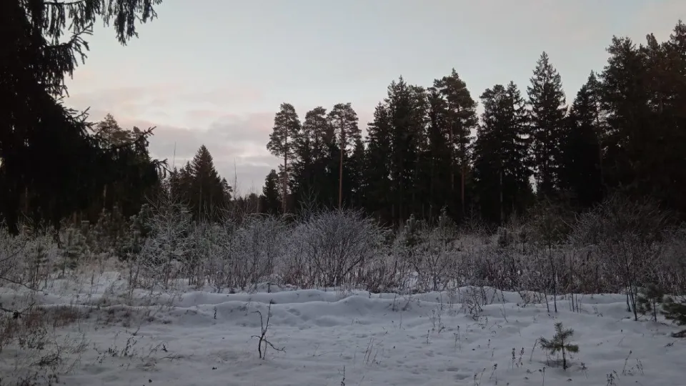 Фото: Комитет лесного хозяйства Московской области