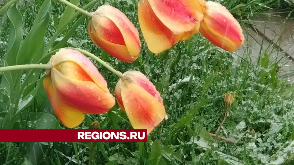 Фото: REGIONS/Нина Редкина