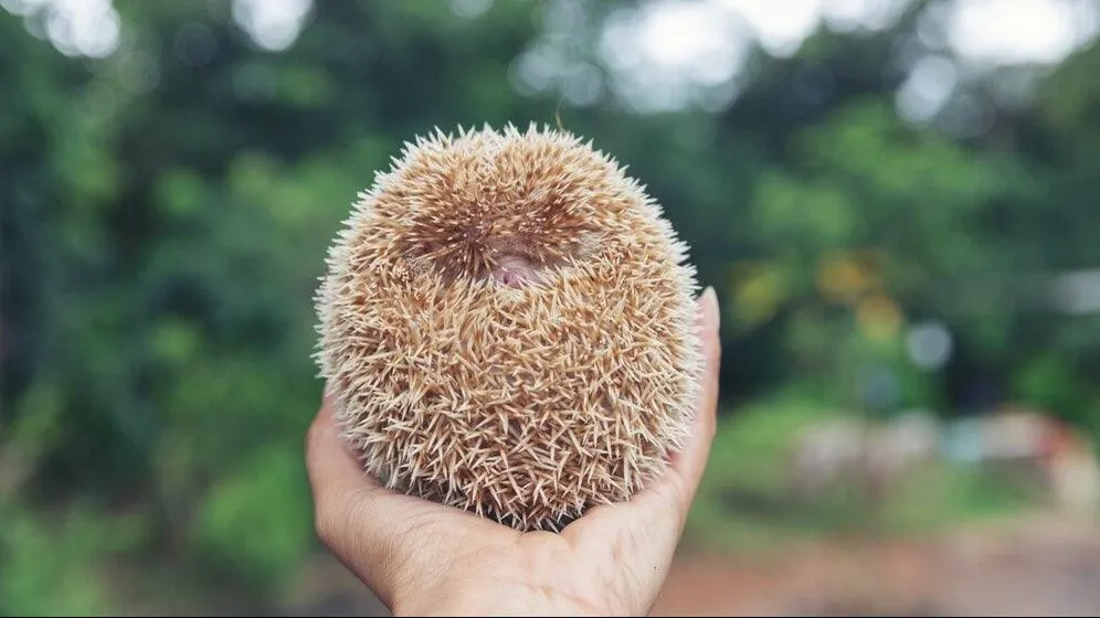 Фото: министерство экологии и природопользования Московской области